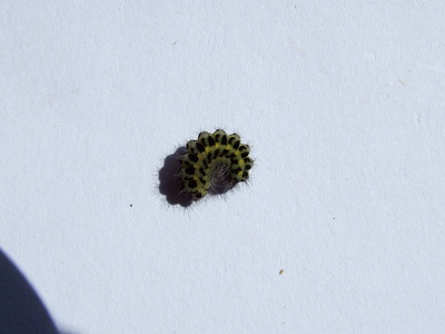 Six-spot Burnet larva
